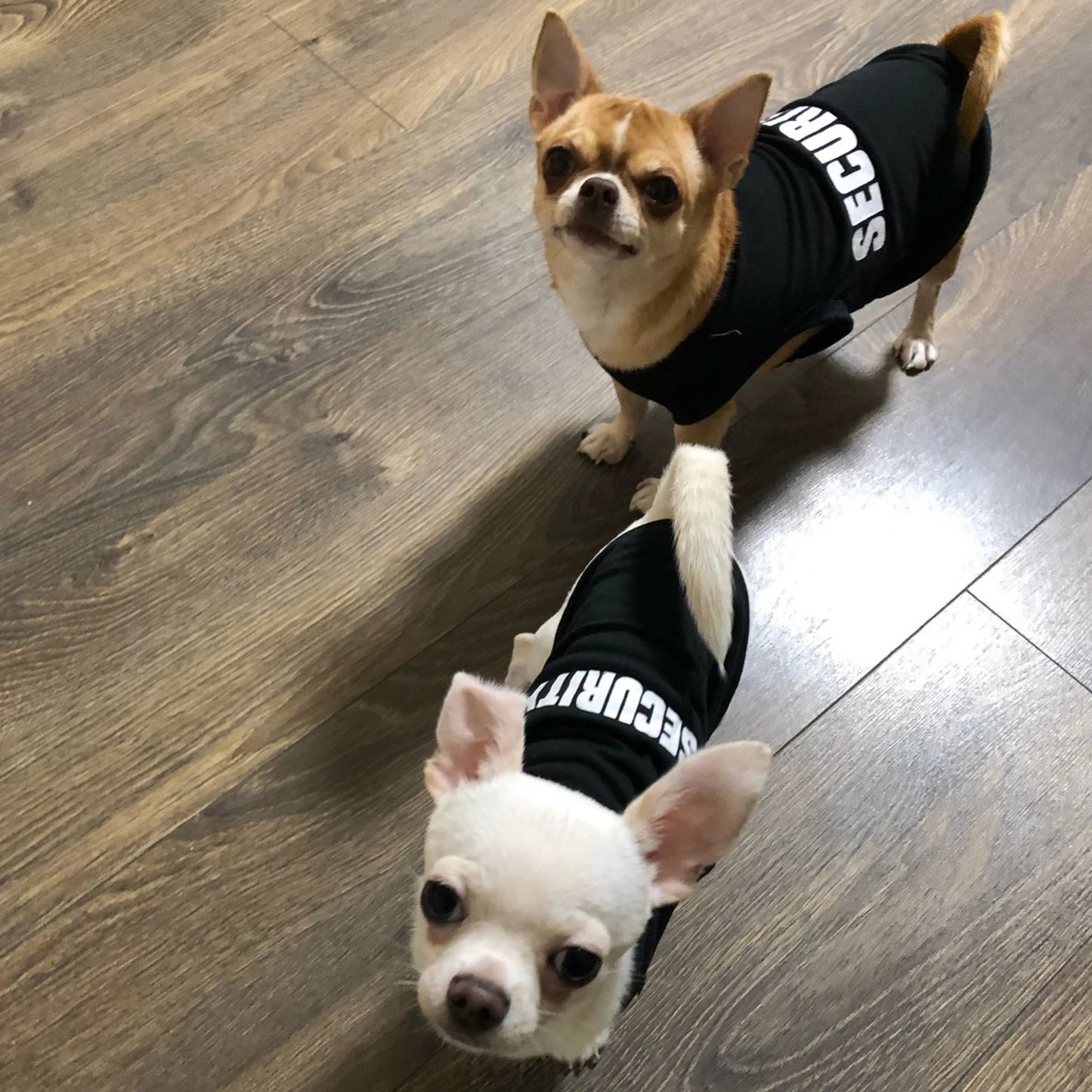Security Clothing for Small Dogs Pets T-shirt